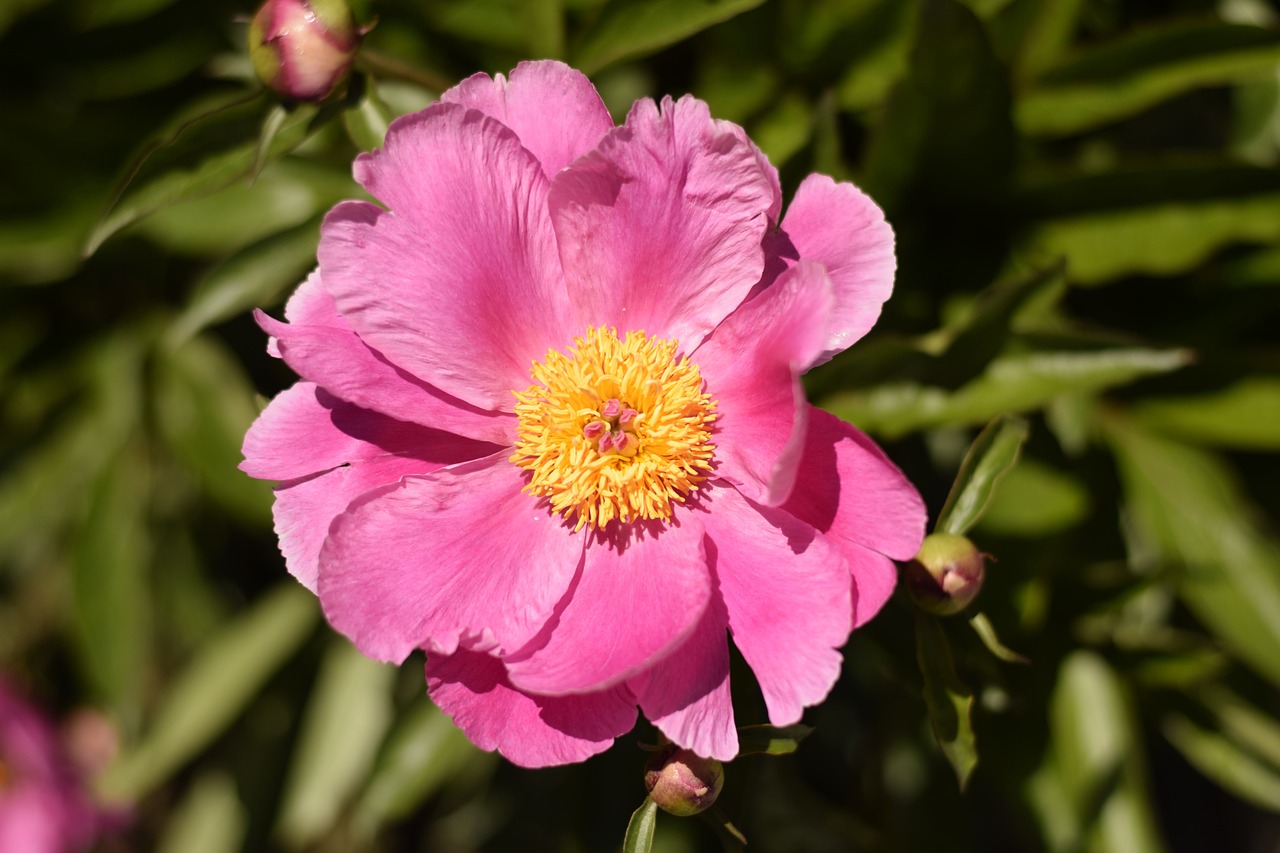 peony pentecost blossom free photo