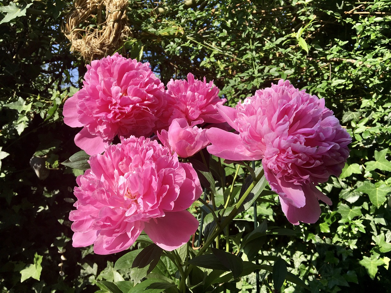 peony garden nature free photo