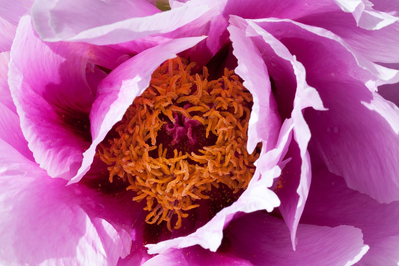 peony pentecost macro free photo