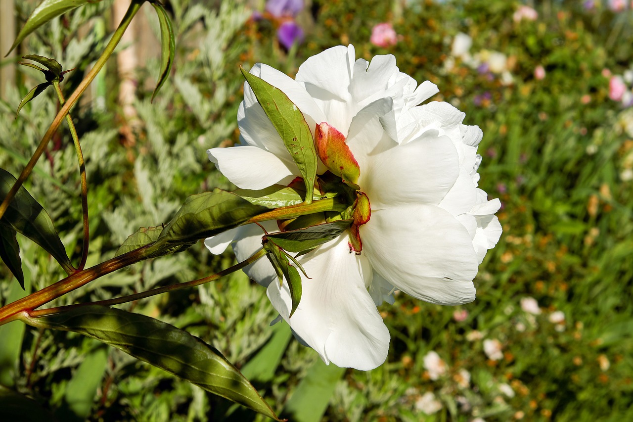 peony flower blossom free photo