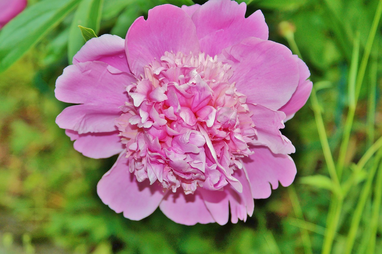 peony flower flower garden free photo