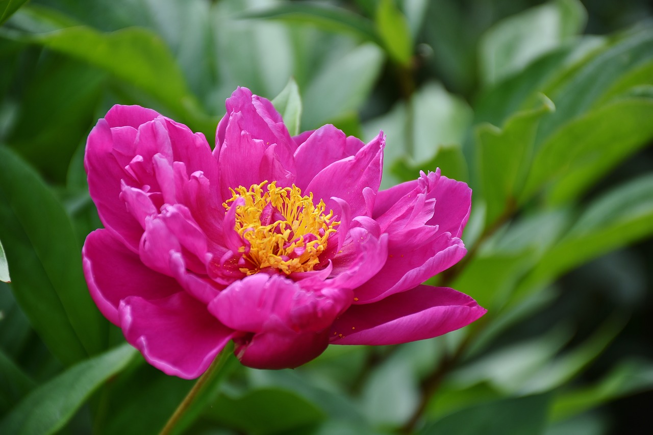 peony flower nature free photo