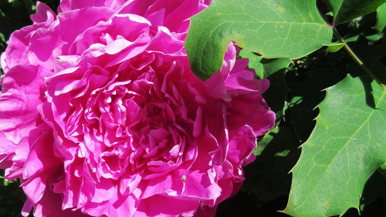 peony pink flower spring free photo