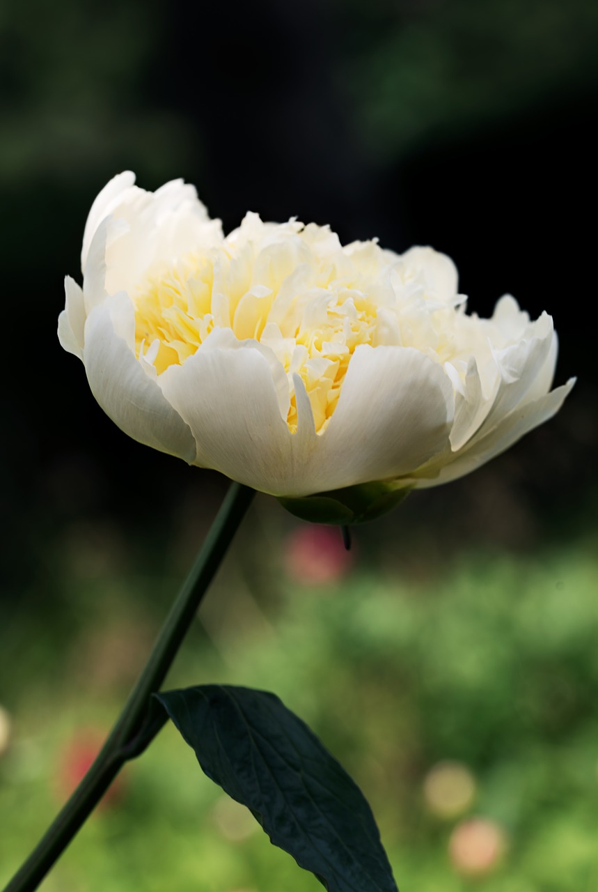 peony flower summer free photo