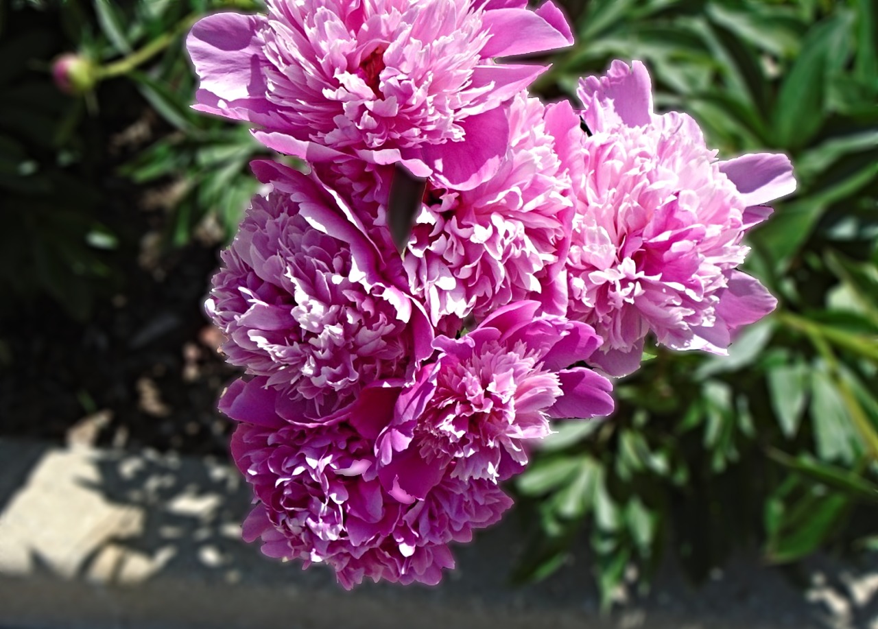 peony flower floral free photo