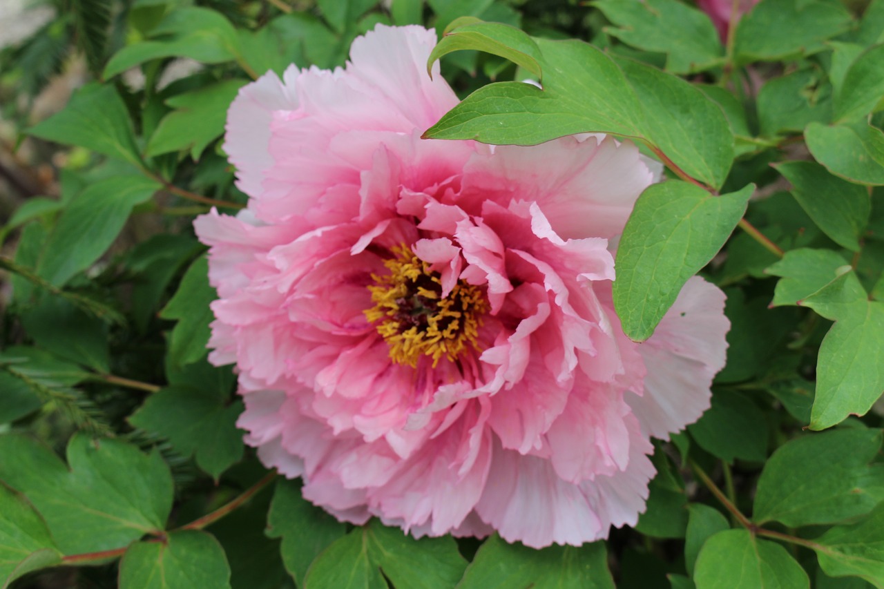 peony blossom bloom free photo