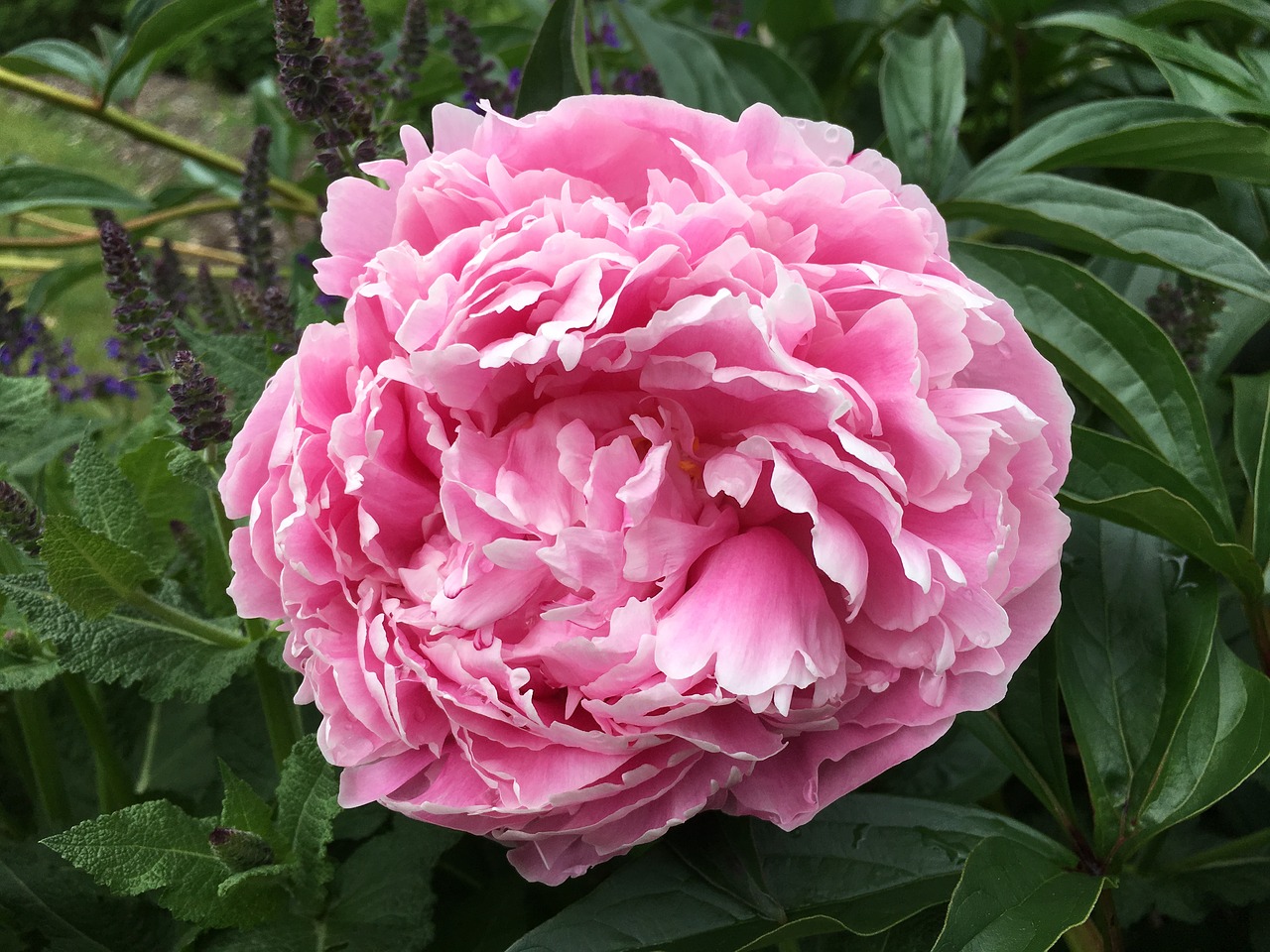 peony blossom flower free photo