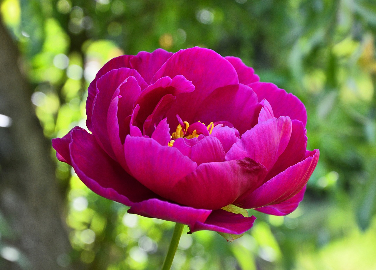 peony blossom bloom free photo