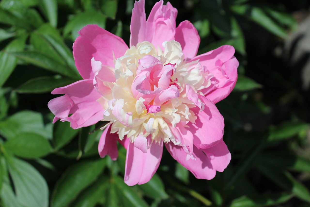 peony flower pink free photo