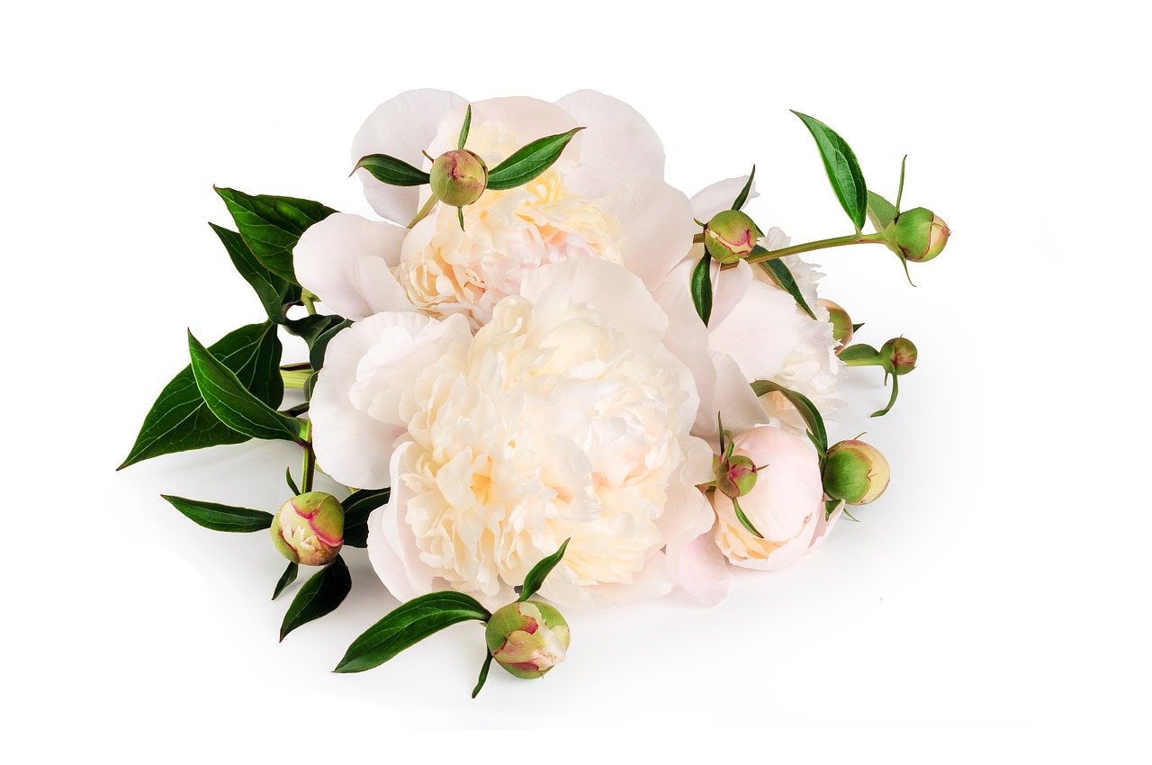 peony flower bouquet free photo