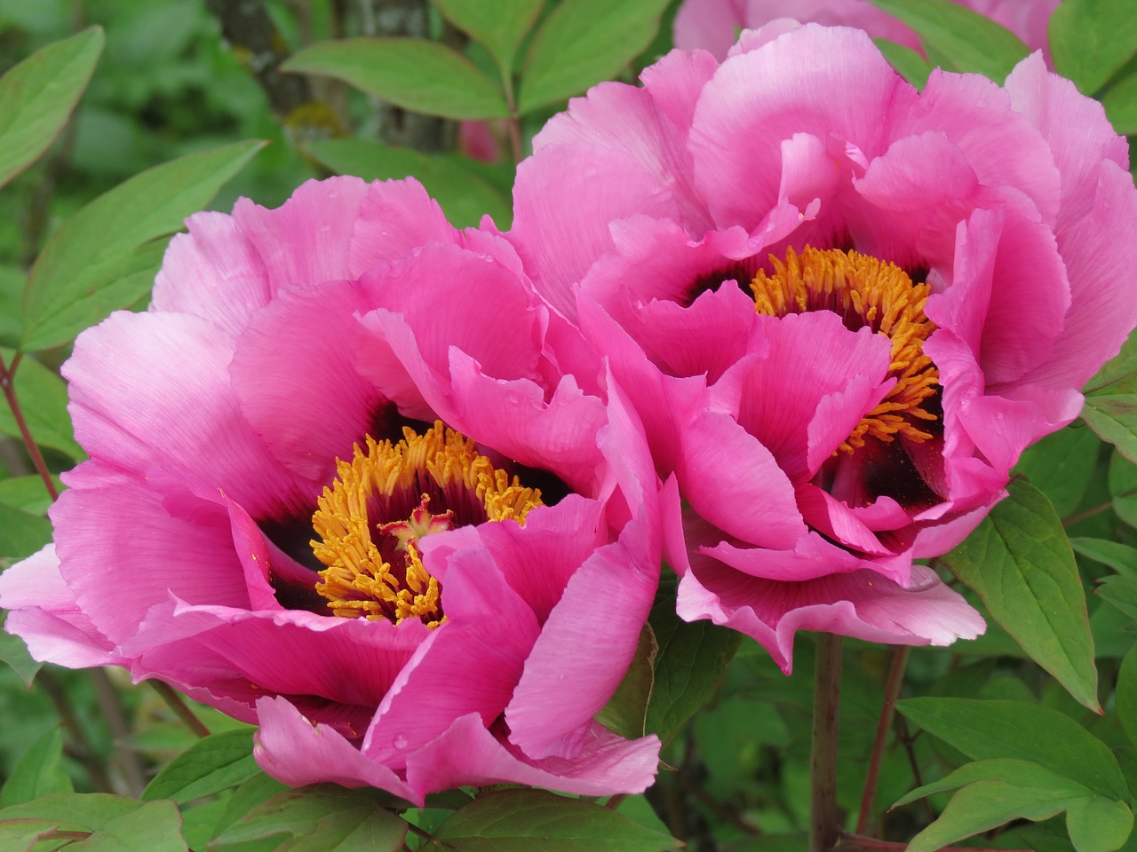 peony flowers pink free photo