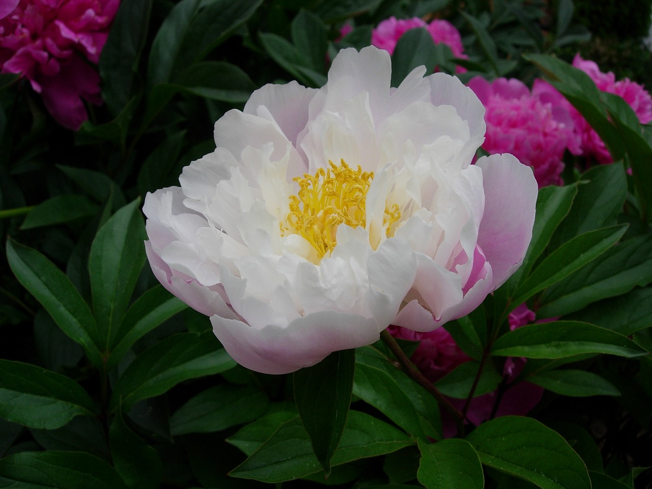 peony blossom bloom free photo