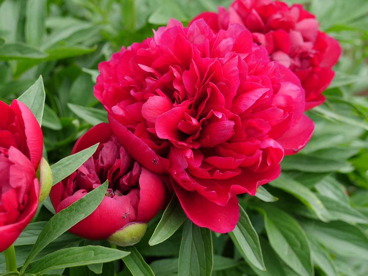 peony pink peony flower free photo