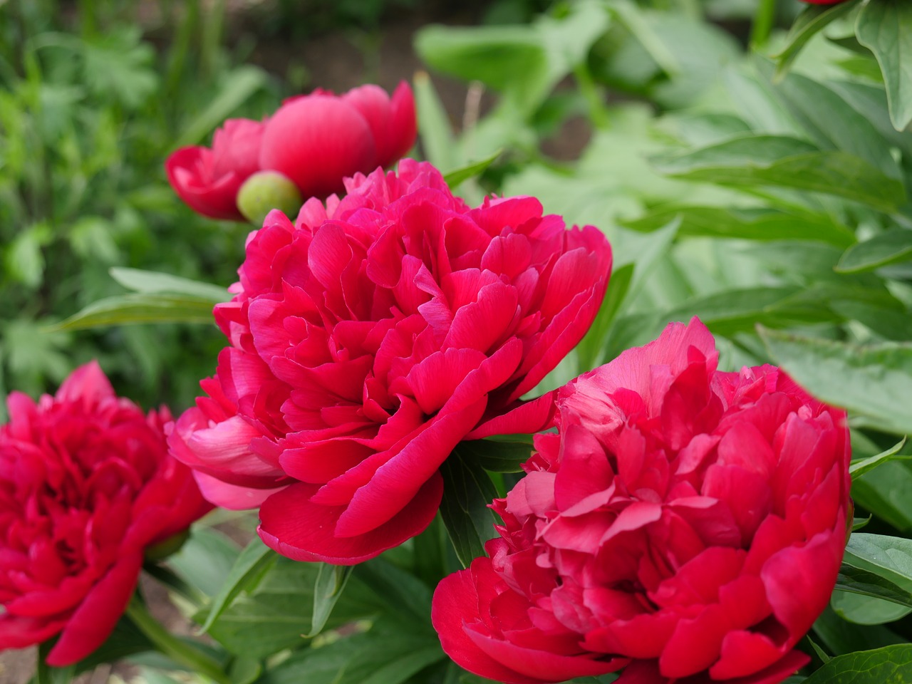 peony pink peony flower free photo