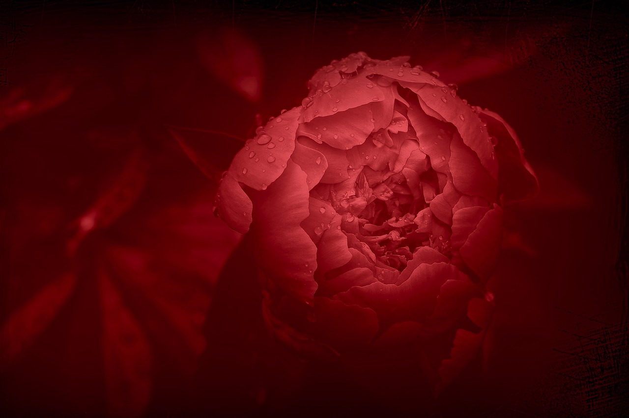 peony flower red flower free photo