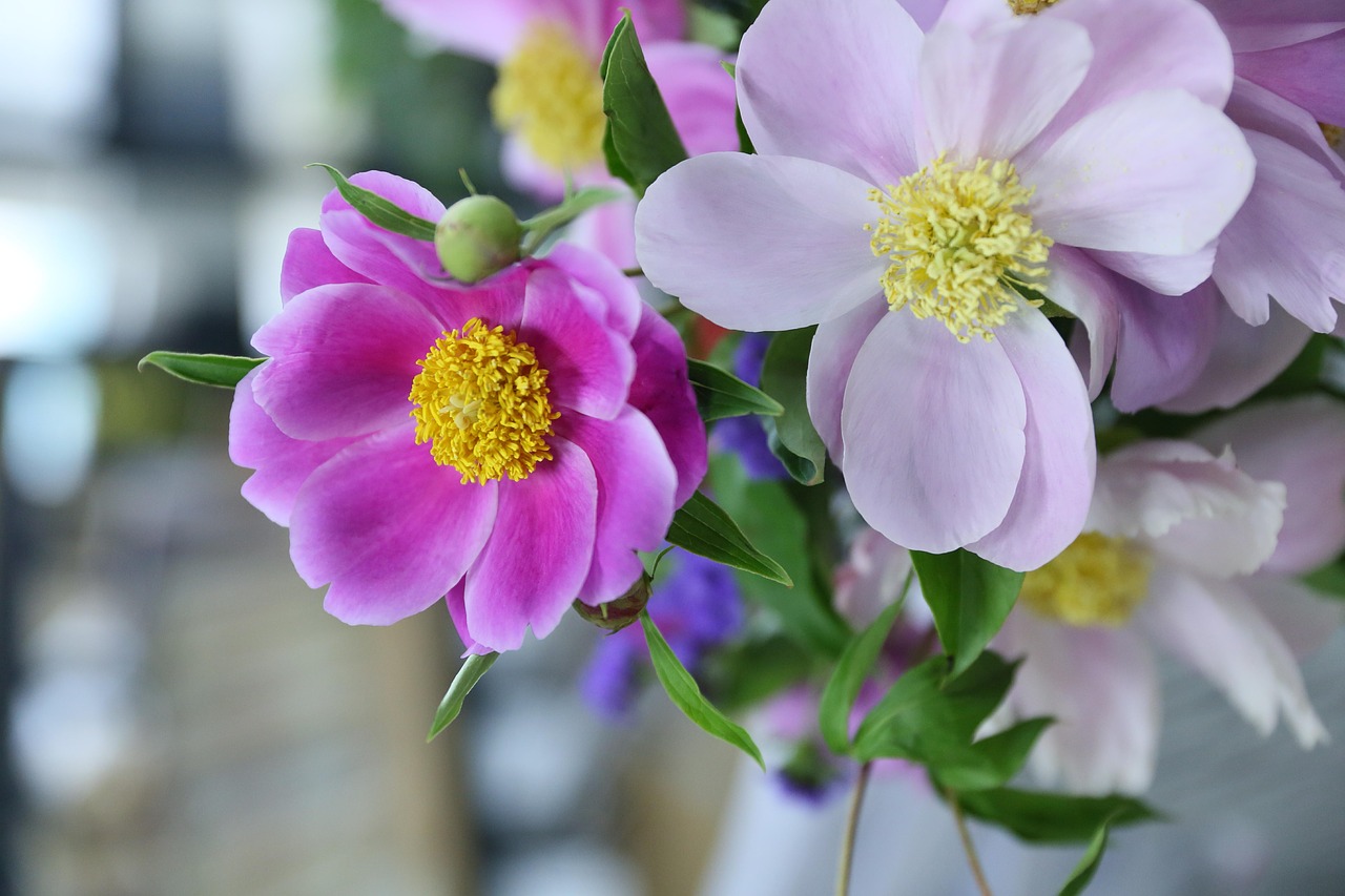 peony flower pink free photo