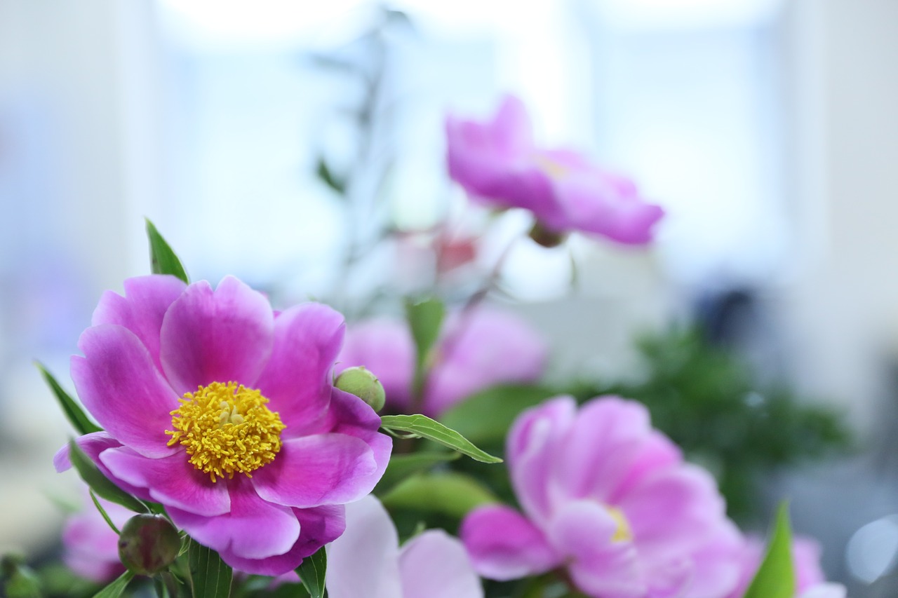 peony flower pink free photo