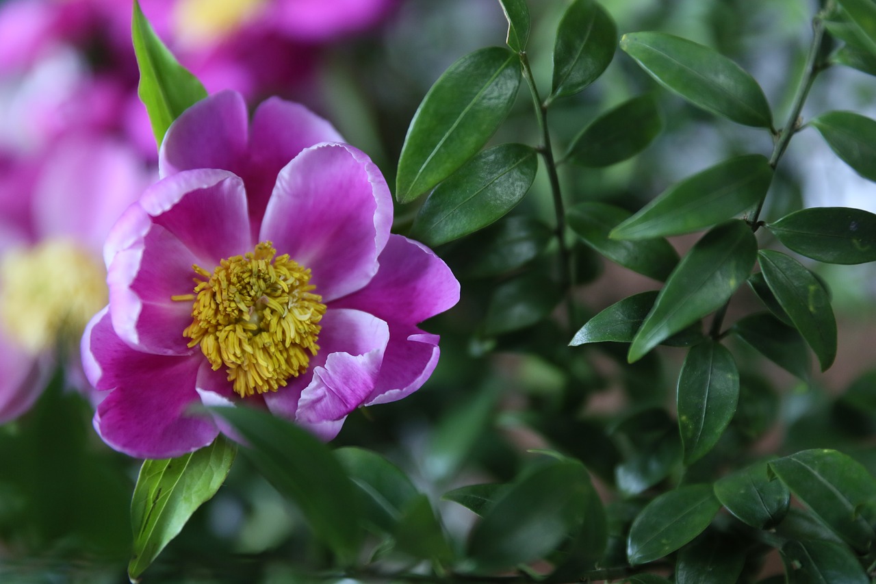 peony flower pink free photo