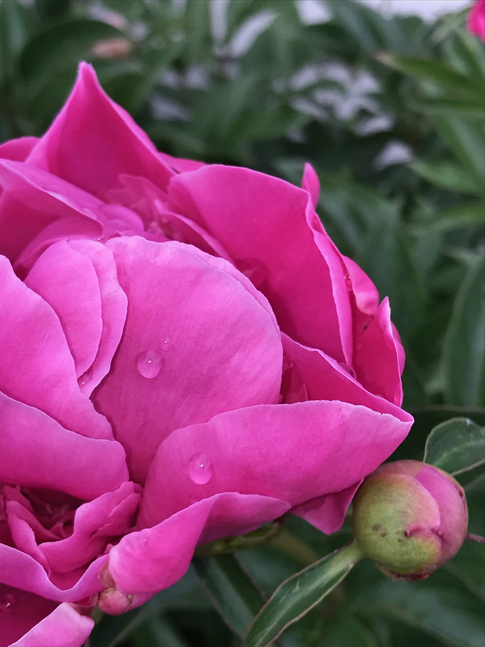 peony pink raindrops free photo