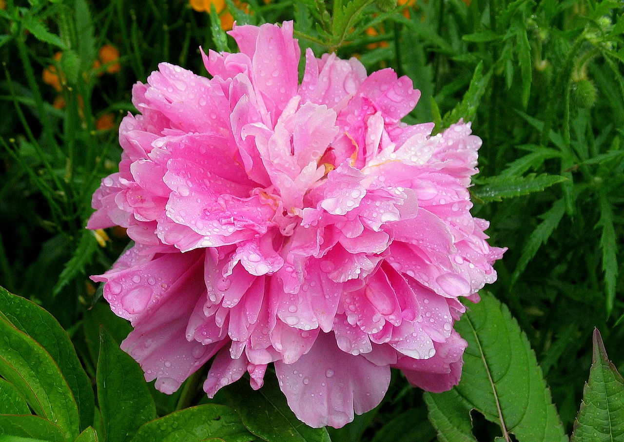 peony flower bloom free photo