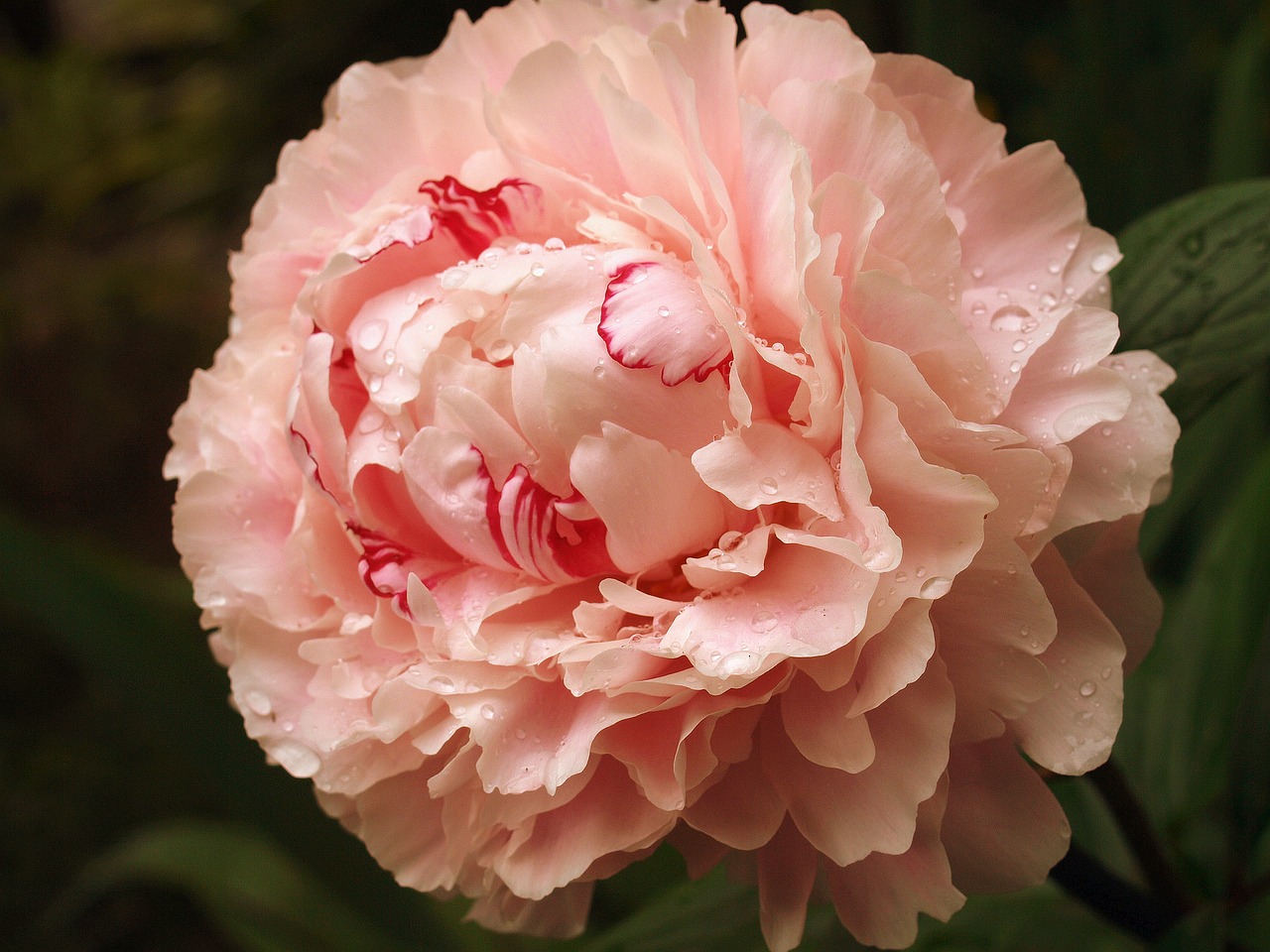 peony flower plant free photo