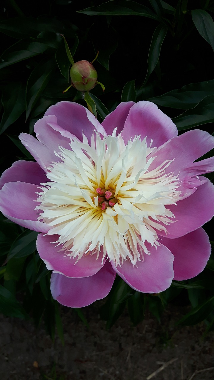 peony purple flower free photo