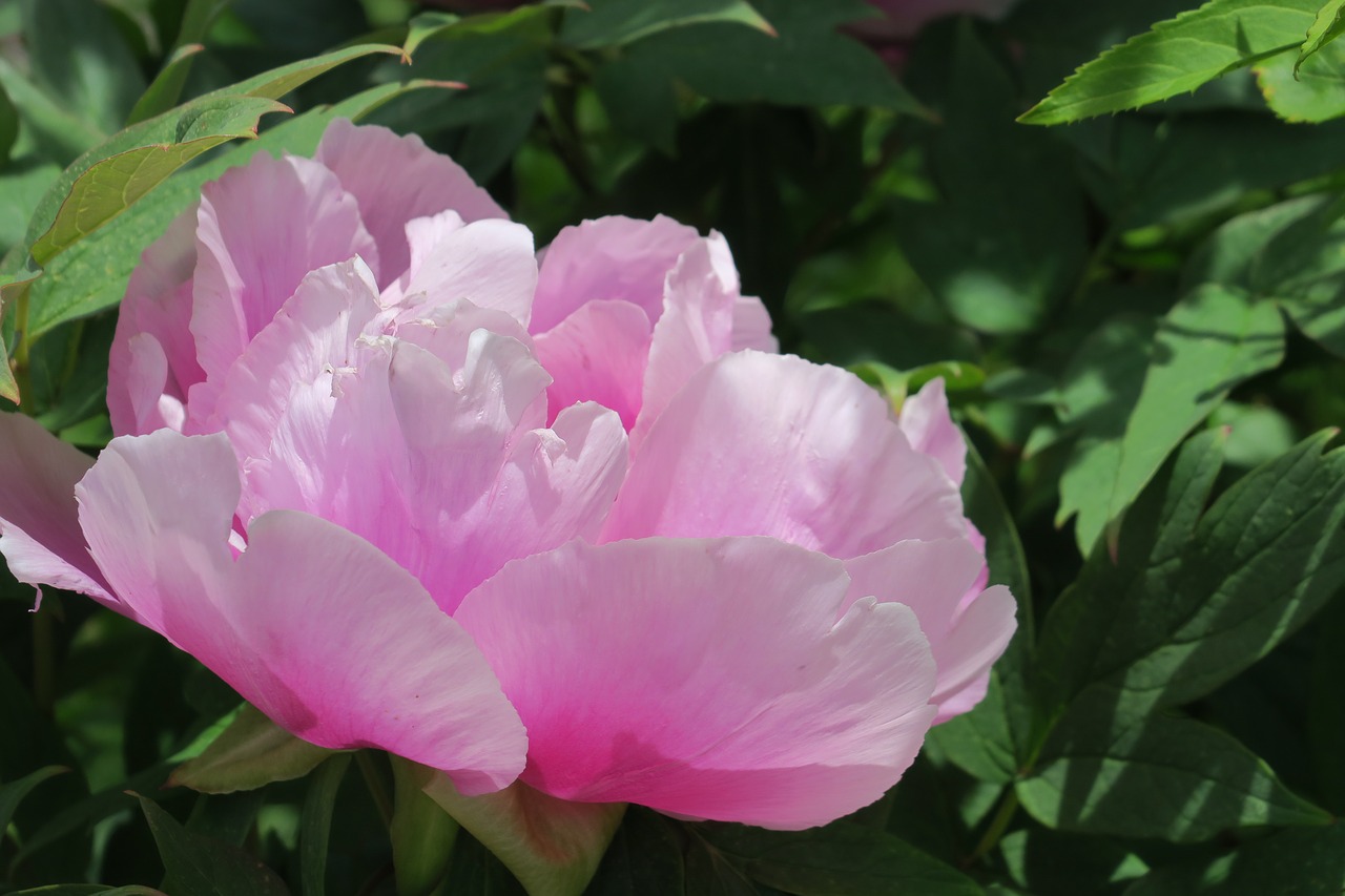 peony flower pink free photo