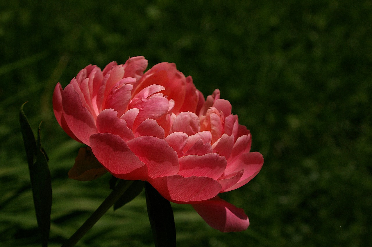 peony blossom spring flower free photo