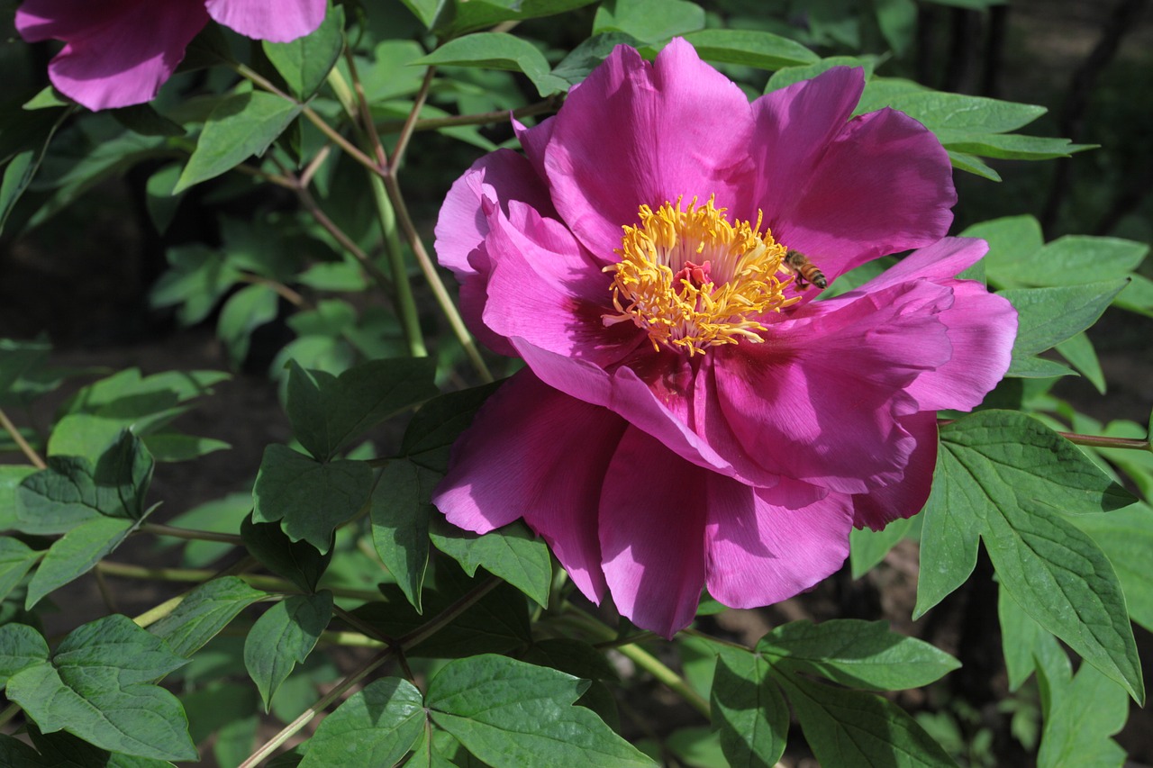 peony flower plant free photo