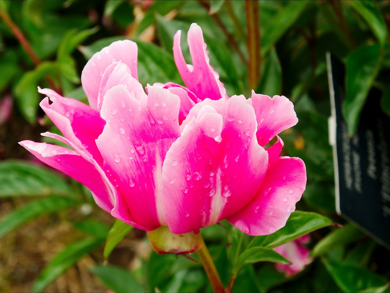 peony pink white free photo