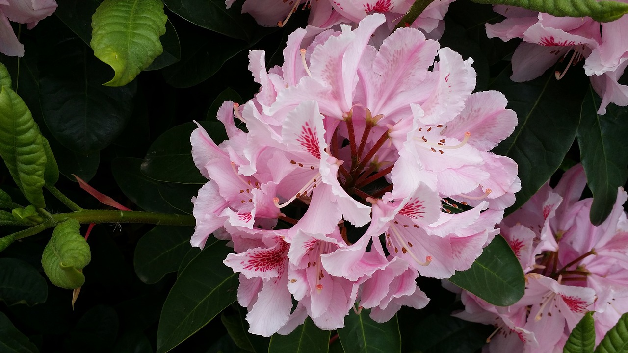 peony flower pink free photo