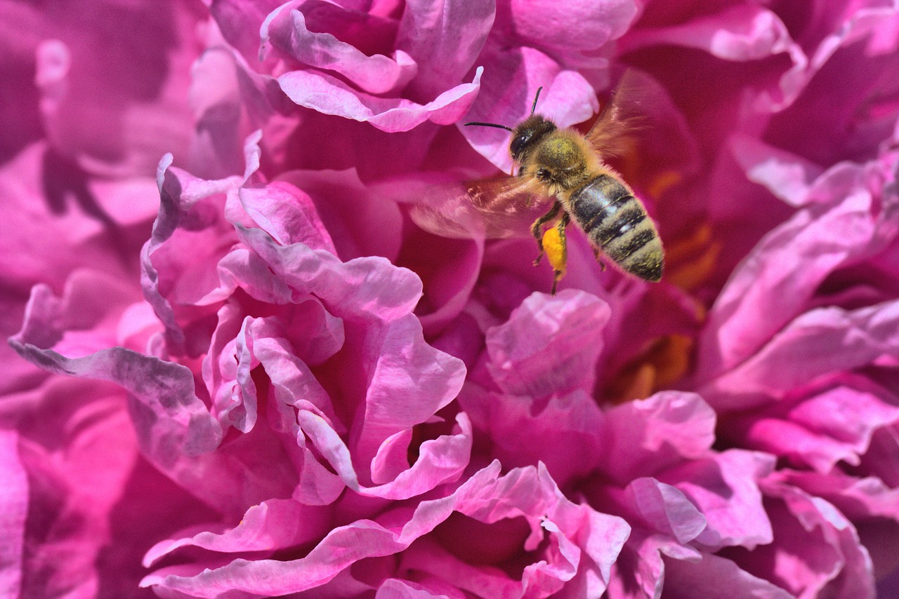 peony bee pink free photo