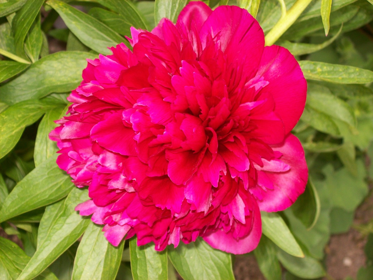 peony flower red free photo