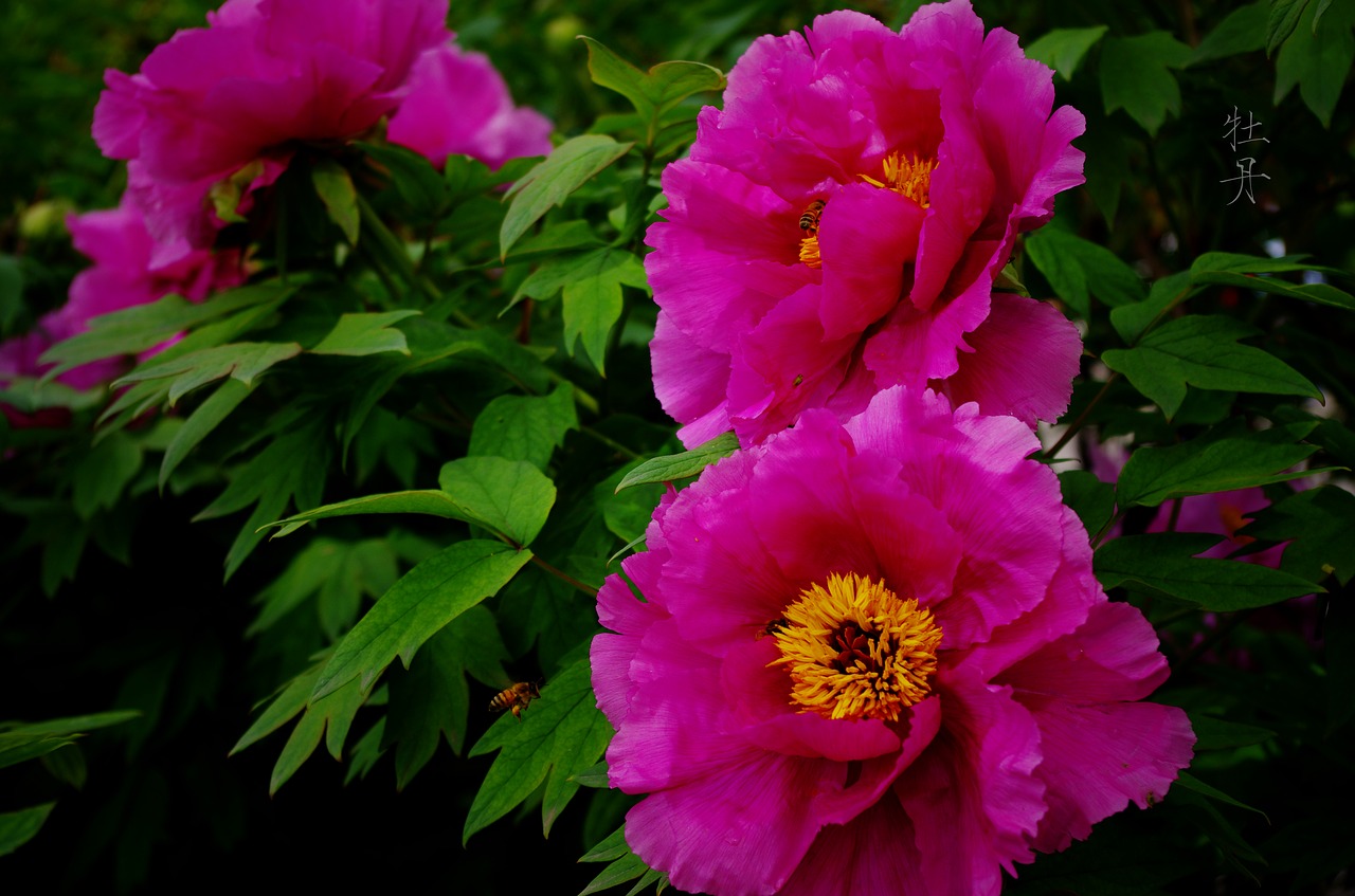 peony country color free pictures free photo