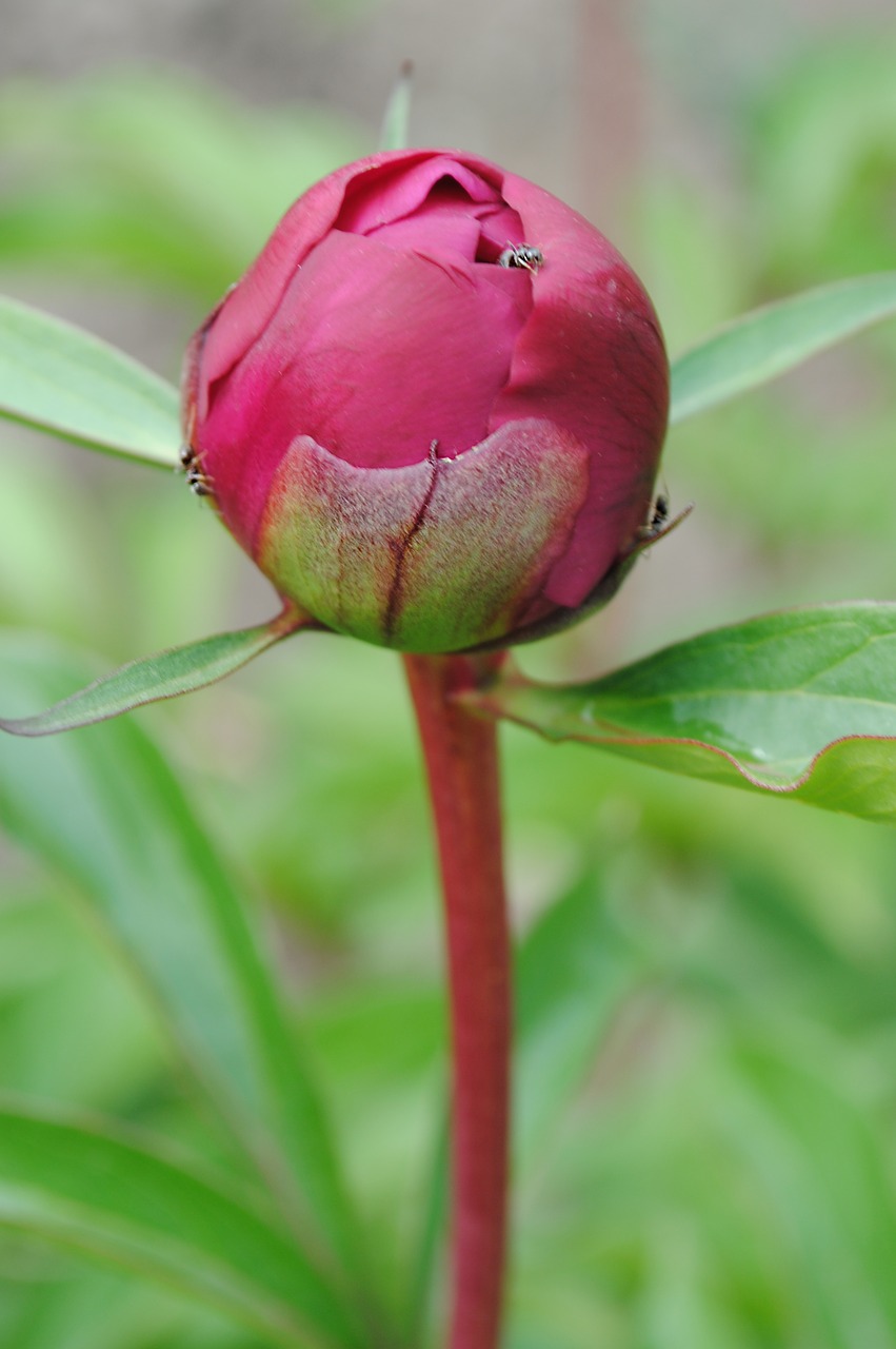 peony flowers garden free photo