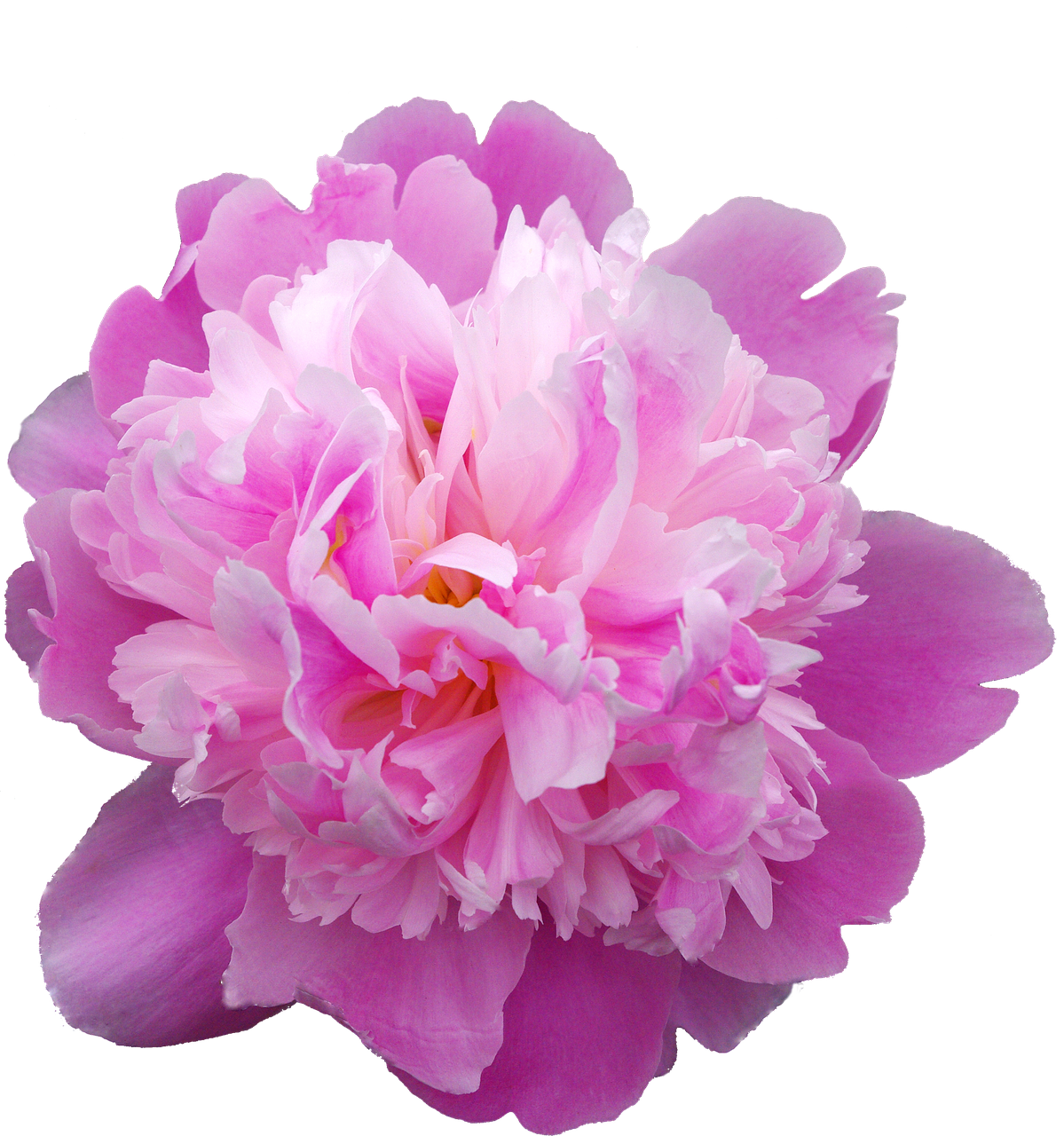 peony transmission flowers free photo