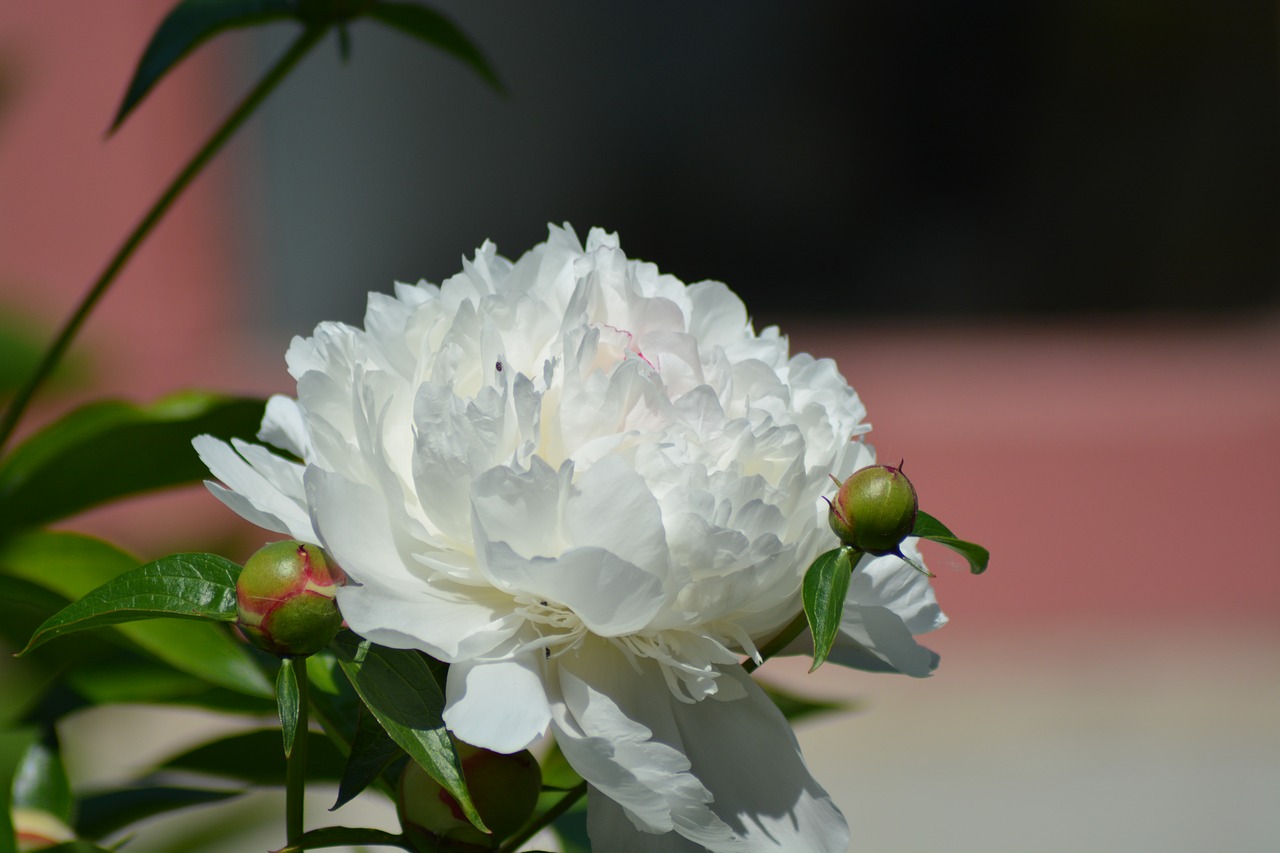 peony white green free photo