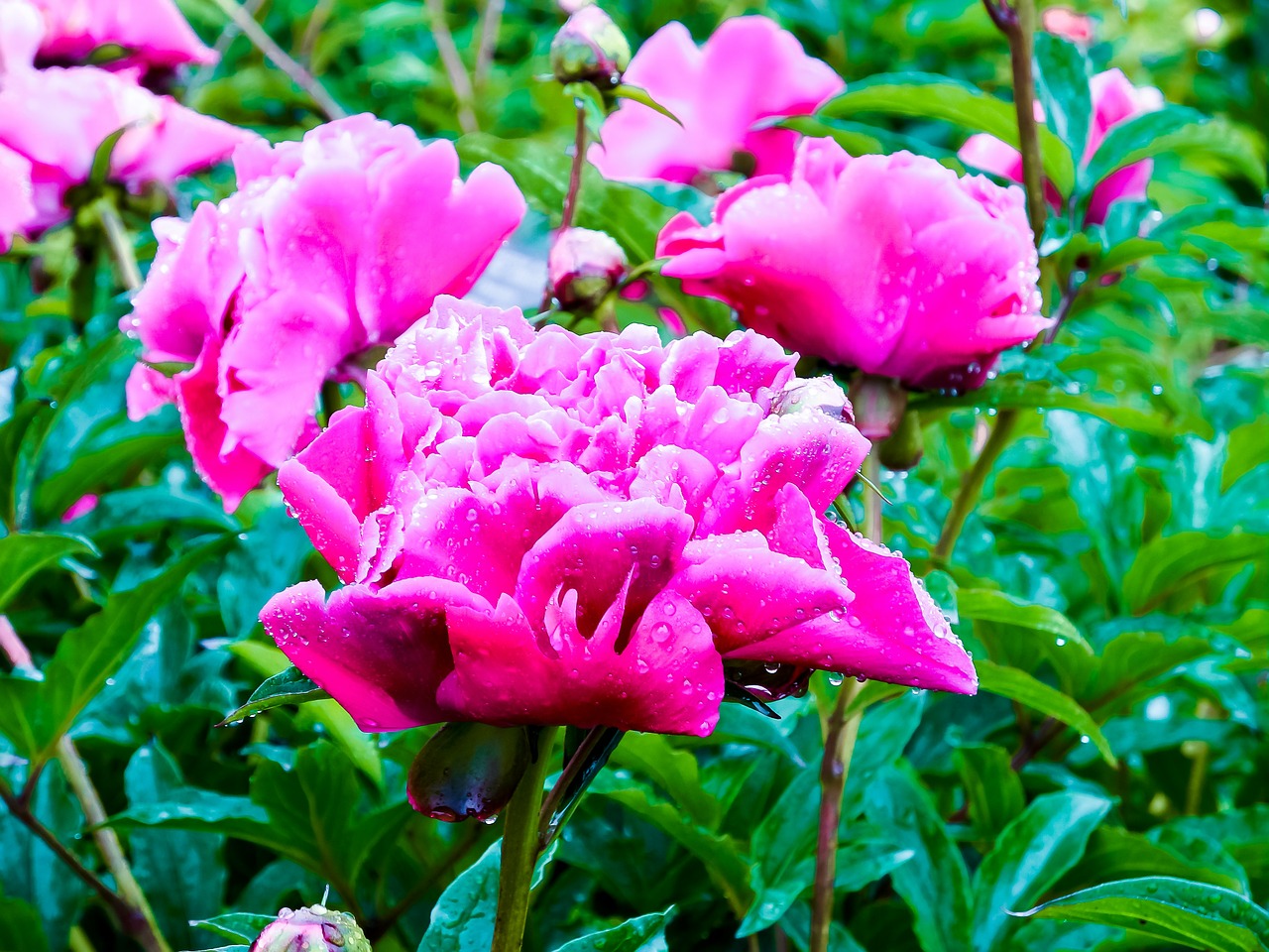 peony pink pink peony free photo