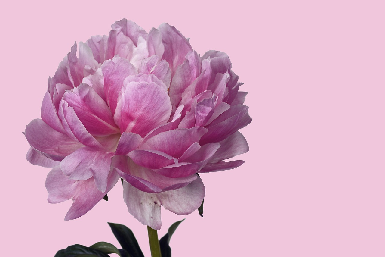 peony flower floral free photo