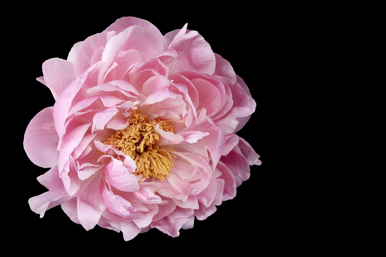 peony flower floral free photo