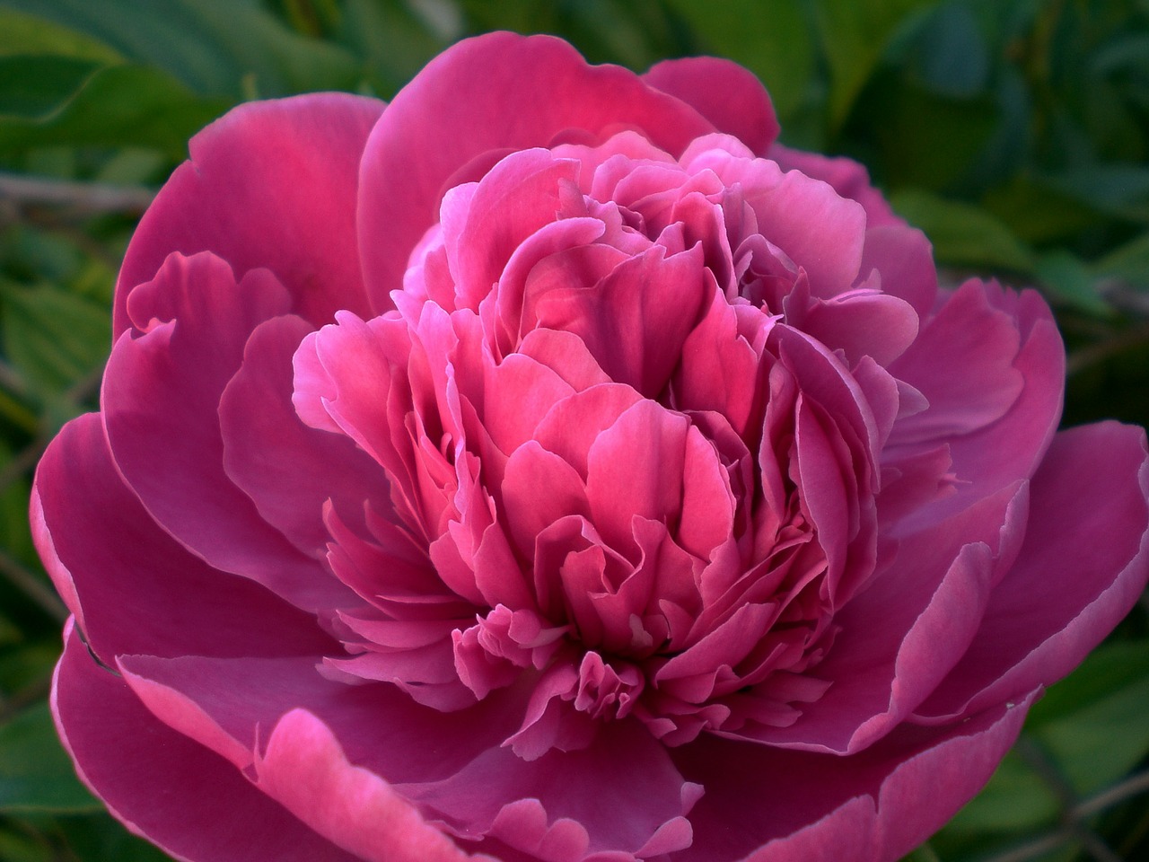 peony flower flora free photo