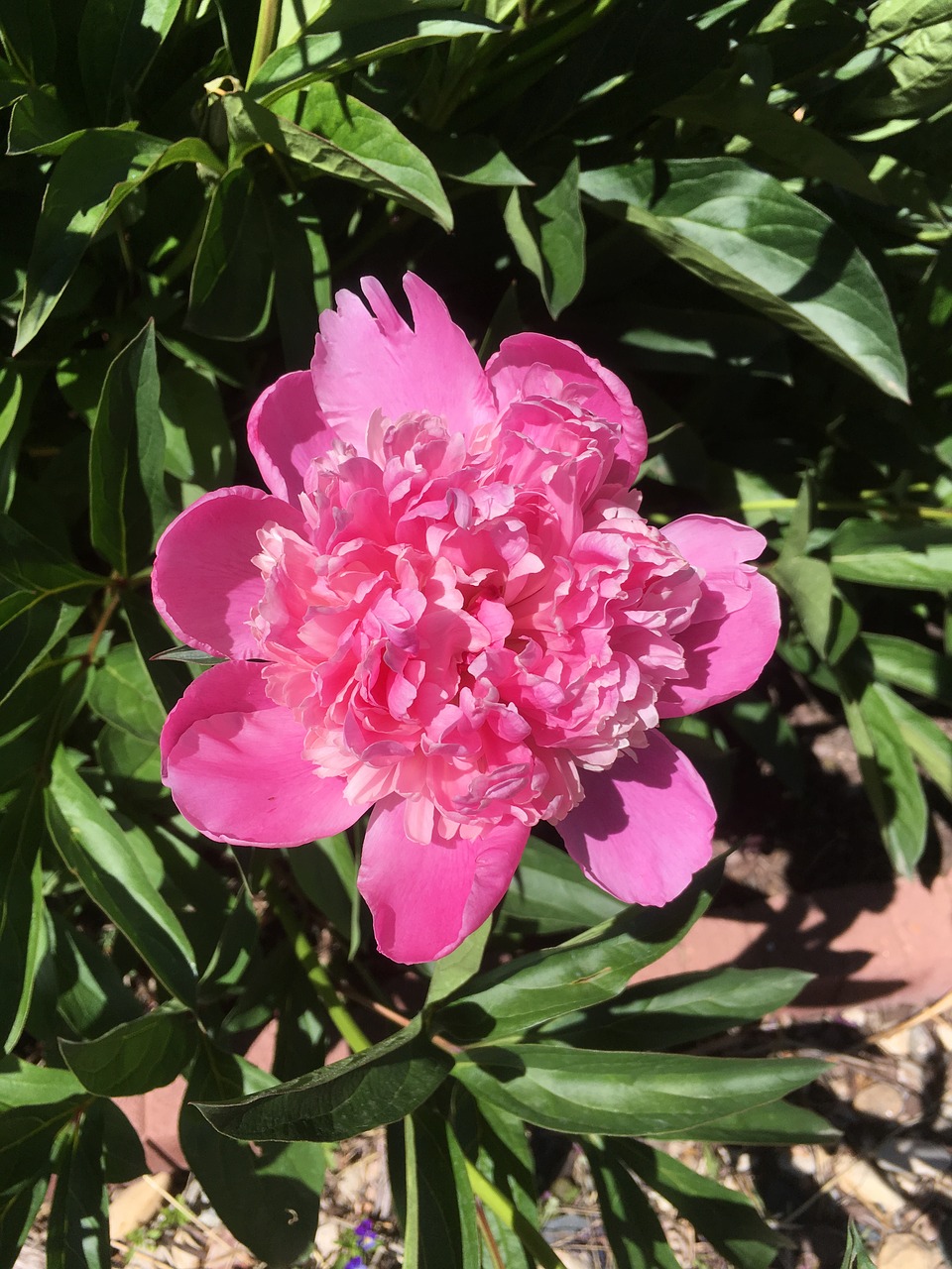 peony pink flower free photo