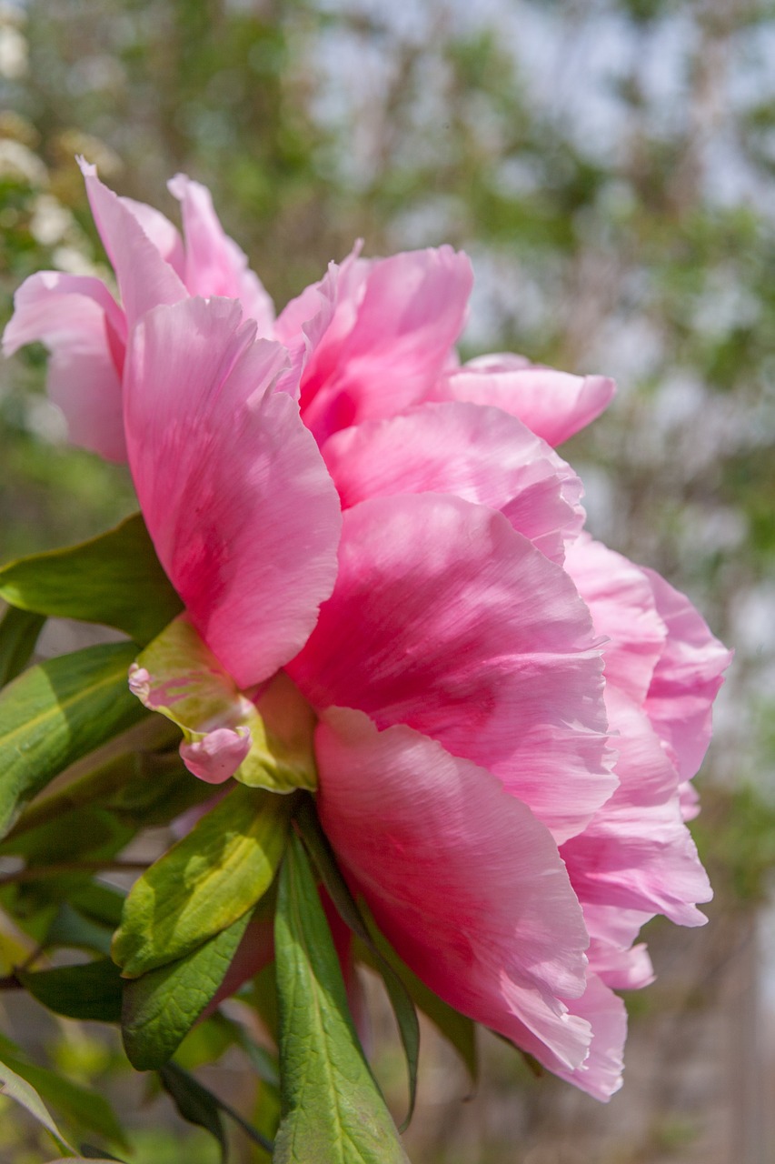 peony blossom bloom free photo