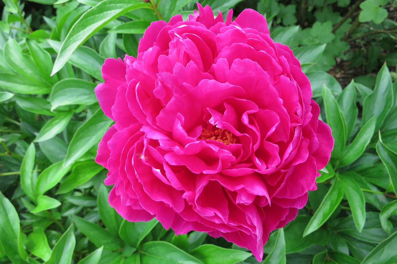 peony full bloom pink free photo