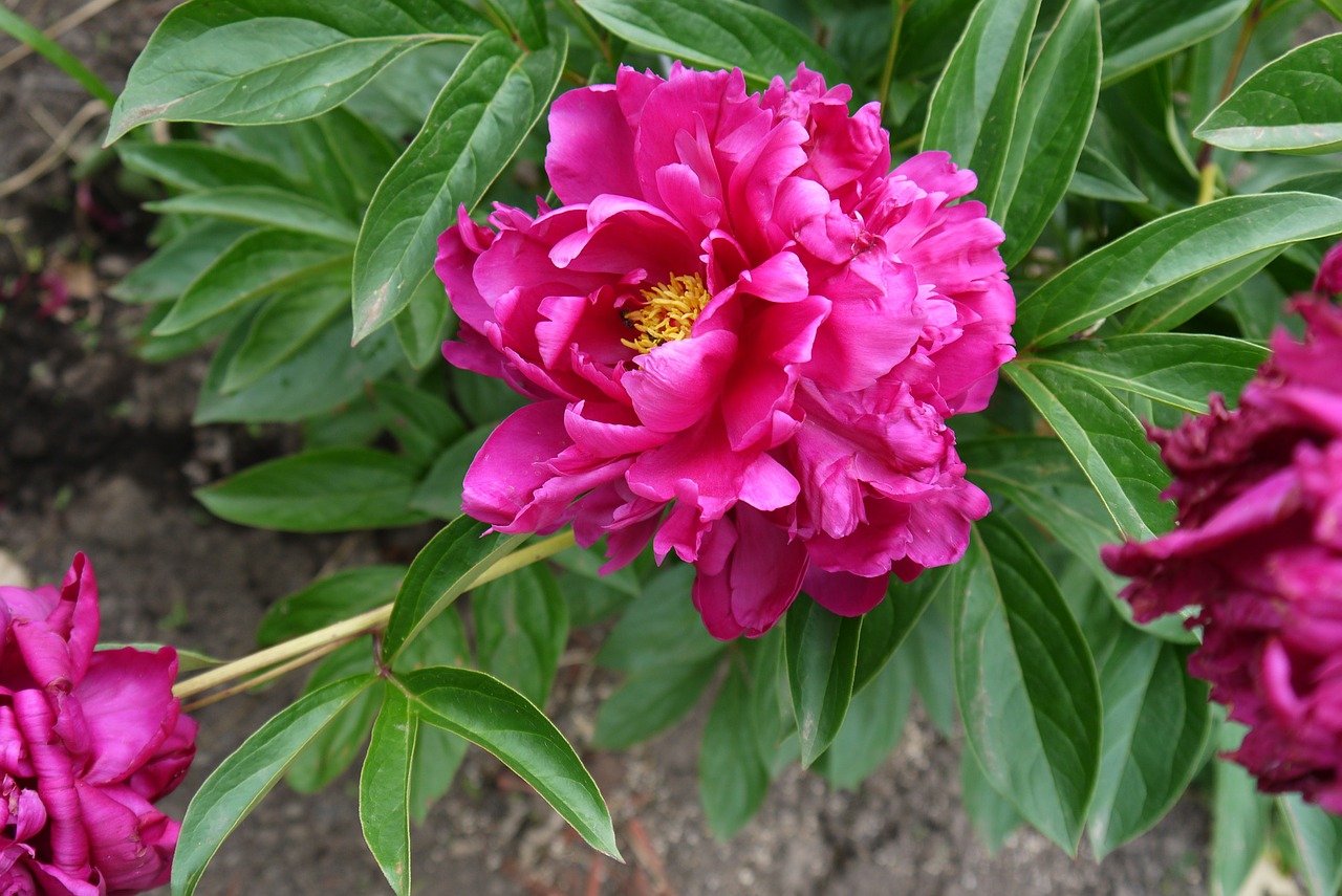 peony flower pink free photo