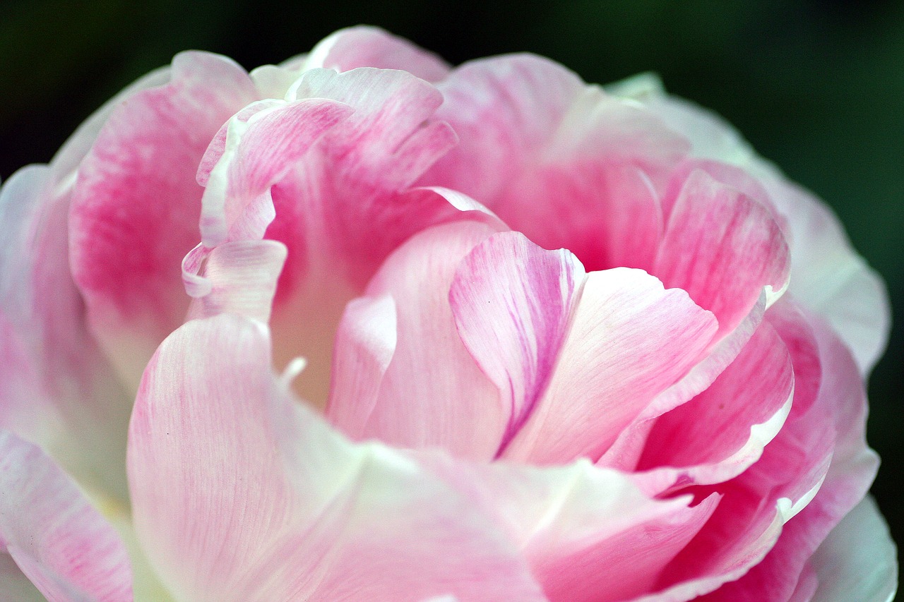 peony flower plant free photo