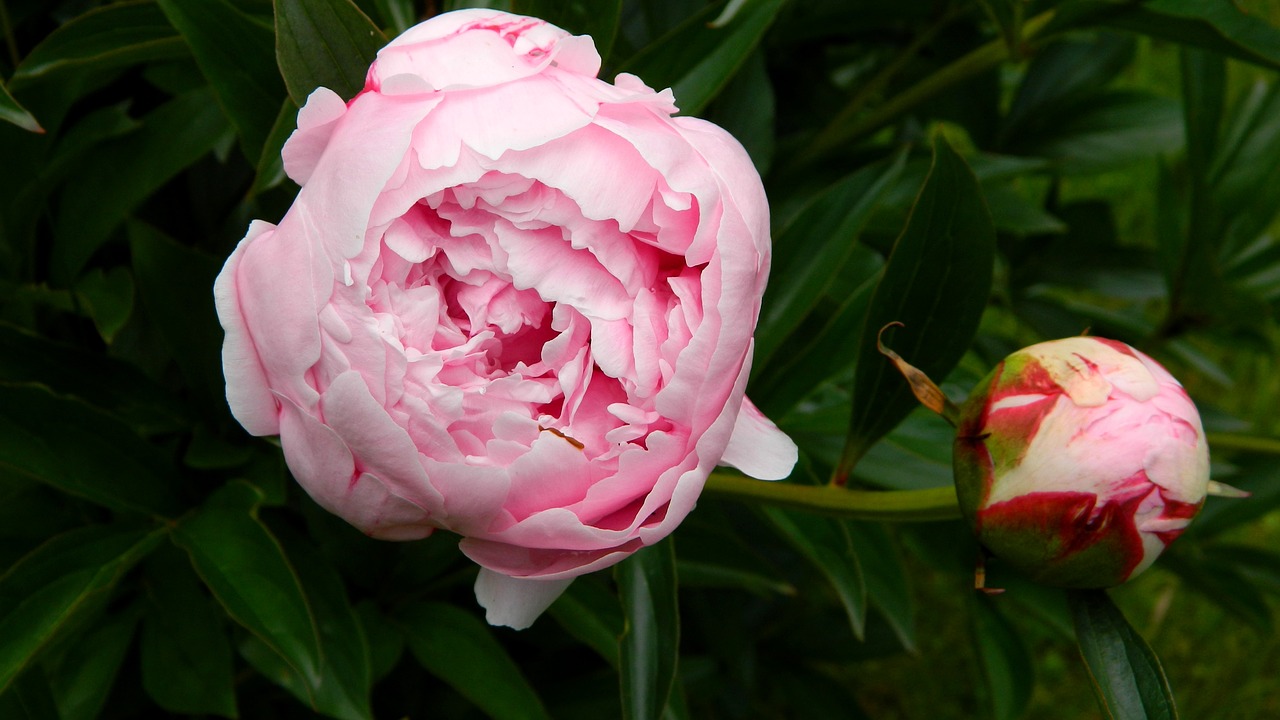 peony pink flower free photo