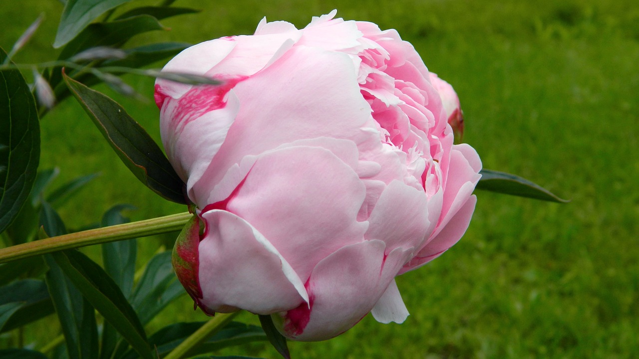 peony pink flower free photo