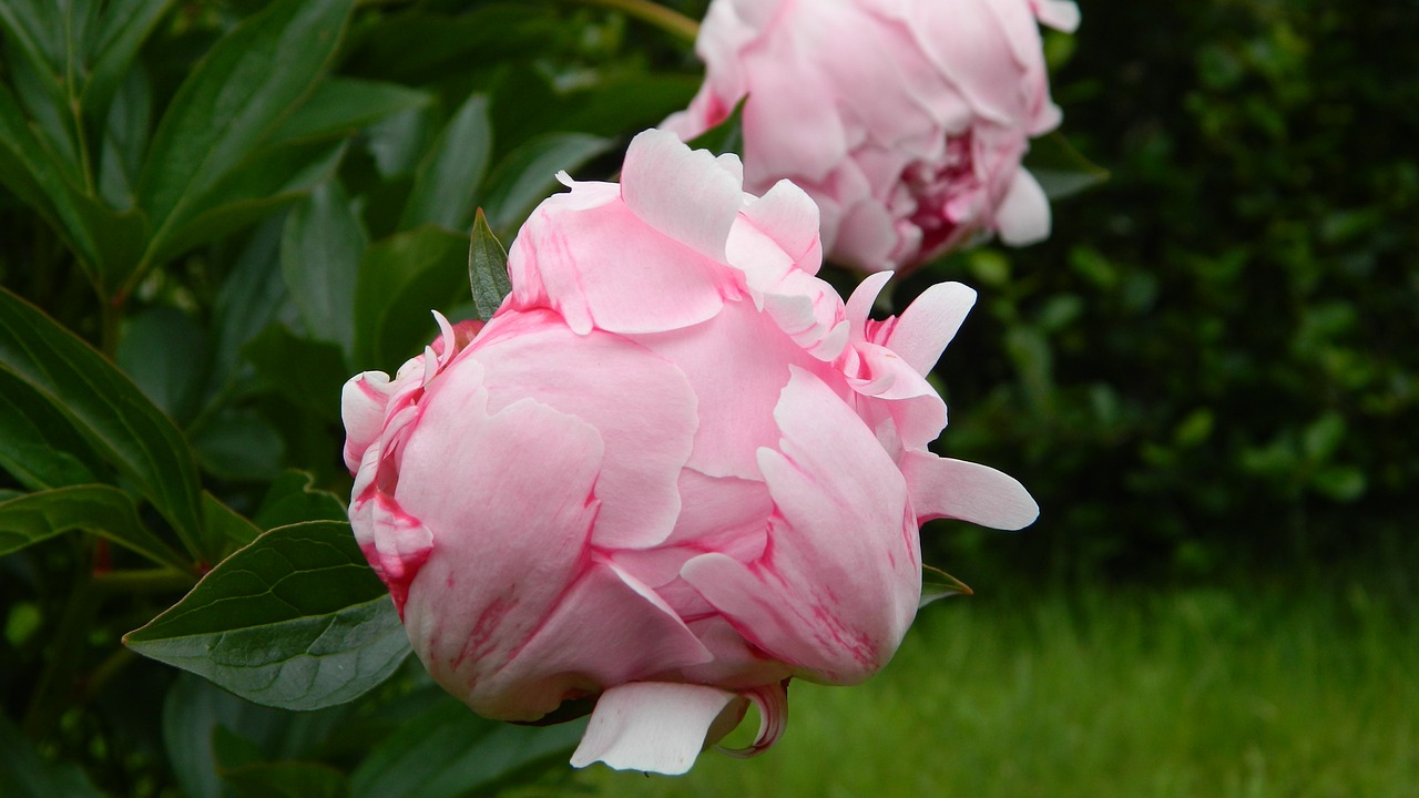 peony pink flower free photo