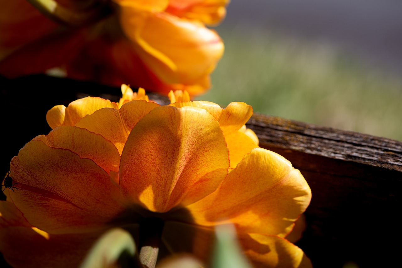 peony  orange  orange flower free photo